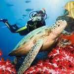 Глубоководные морские путешествия под водой – исследование лучших мест для дайвинга в мире